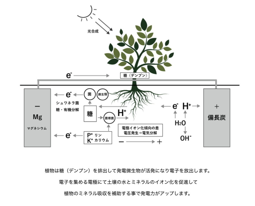 植物発電の仕組み図-nisoul HPより