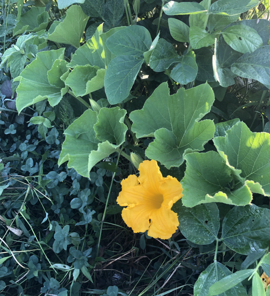 カボチャの花